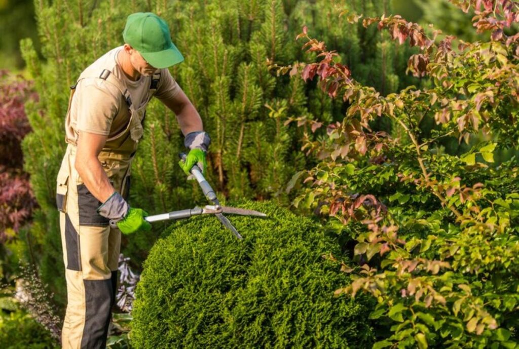 hedge trimming