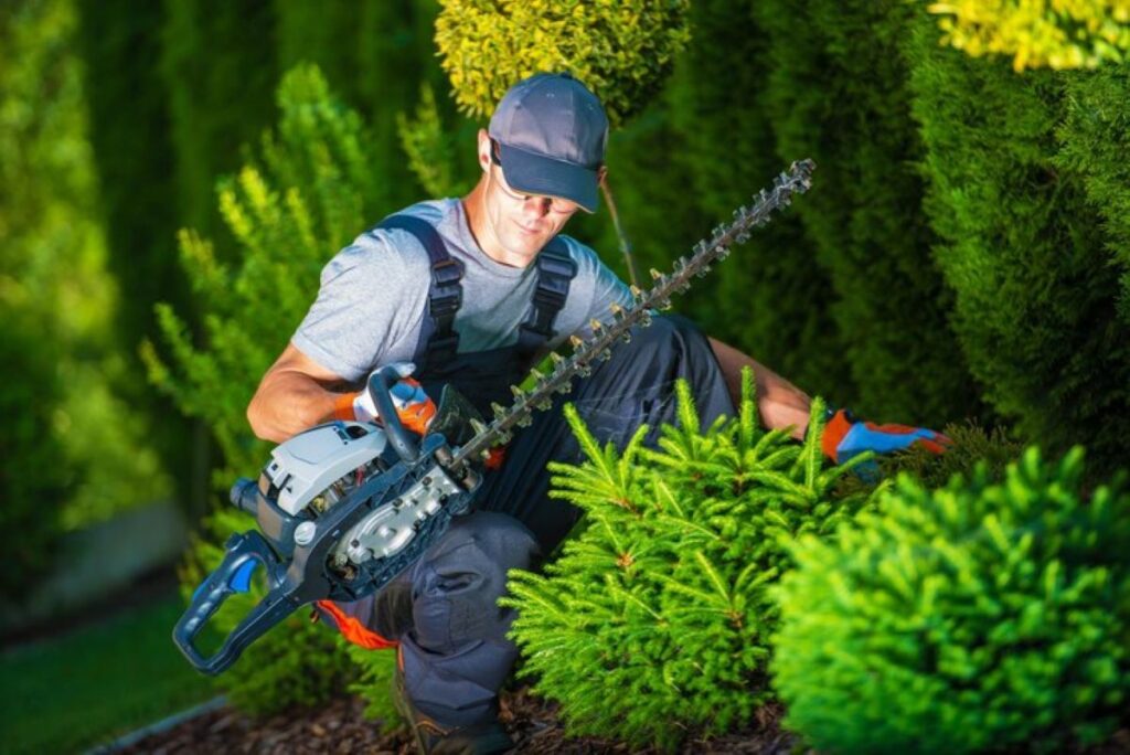 hedge trimming