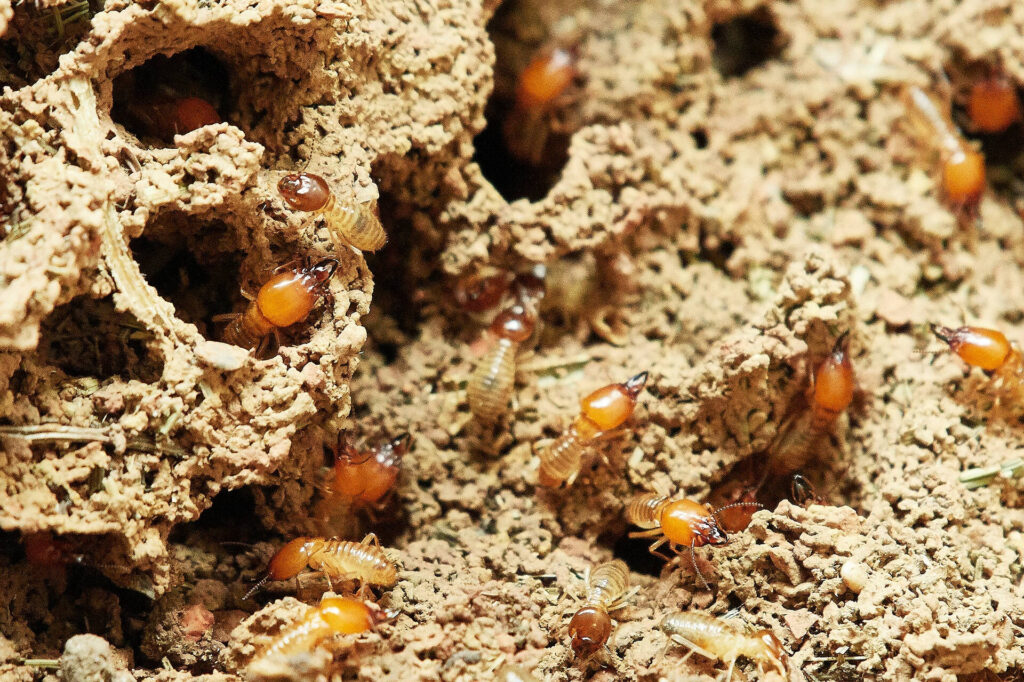 Expert Termite Pest Control Sydney Services Explained