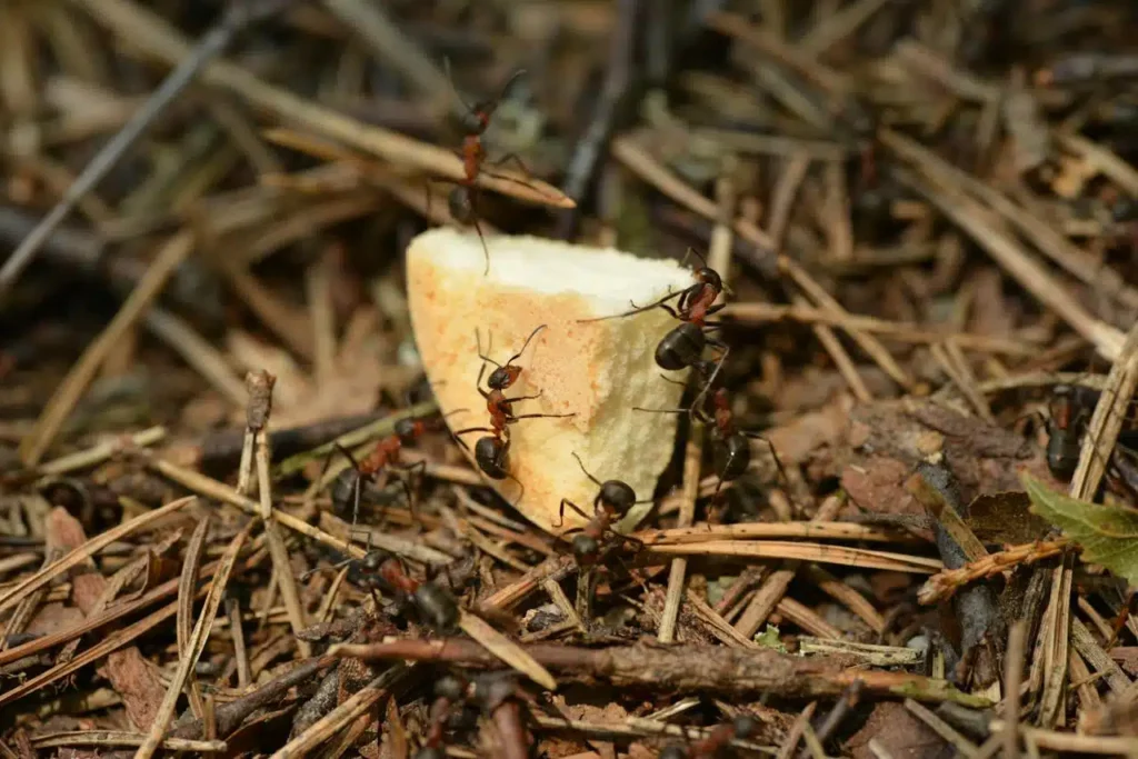 Expert Termite Pest Control Sydney Services Explained
