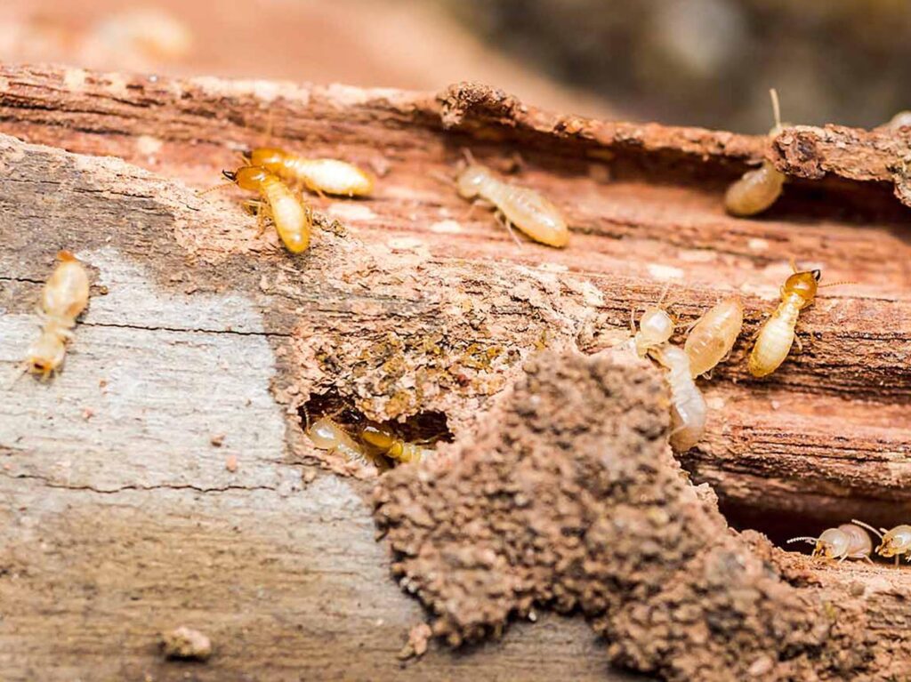 Choosing the Right Termite Specialist in Sydney for Your Home