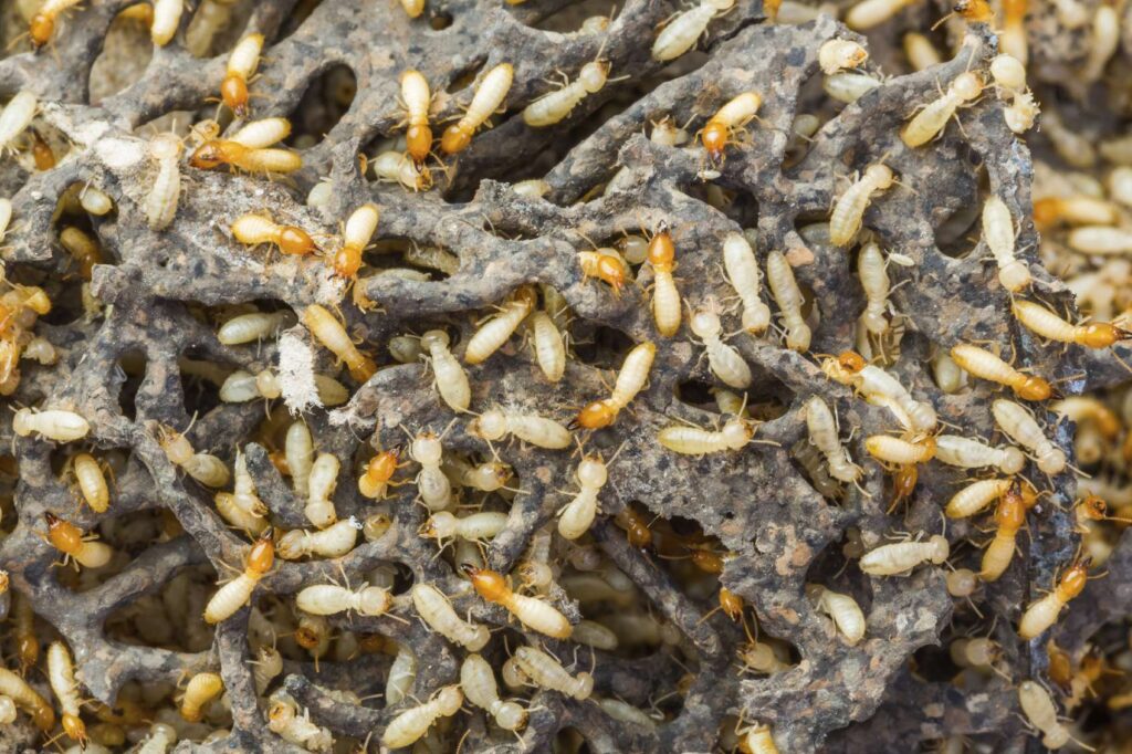 Expert Termite Pest Control Sydney Services Explained